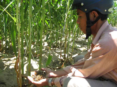 Ông Anh cầm cả nắm châu chấu trên tay. Ông Anh cầm cả nắm châu chấu trên tay