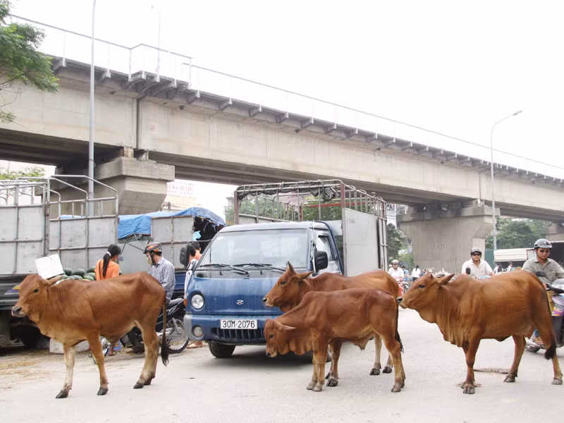 Cản trở các phương tiện giao thông, gây ùn tắc vào giờ cao điểm. Ảnh: Tuấn Nguyễn