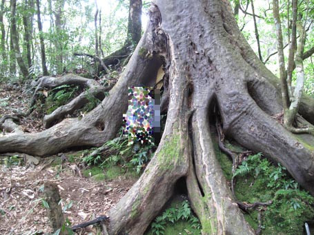 Gốc cây X. khổng lồ cho loài nấm Phục linh thiên 