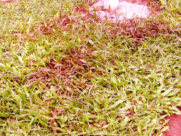 Máu của nam thanh niên còn để lại trên thảm cỏ. Vết máu