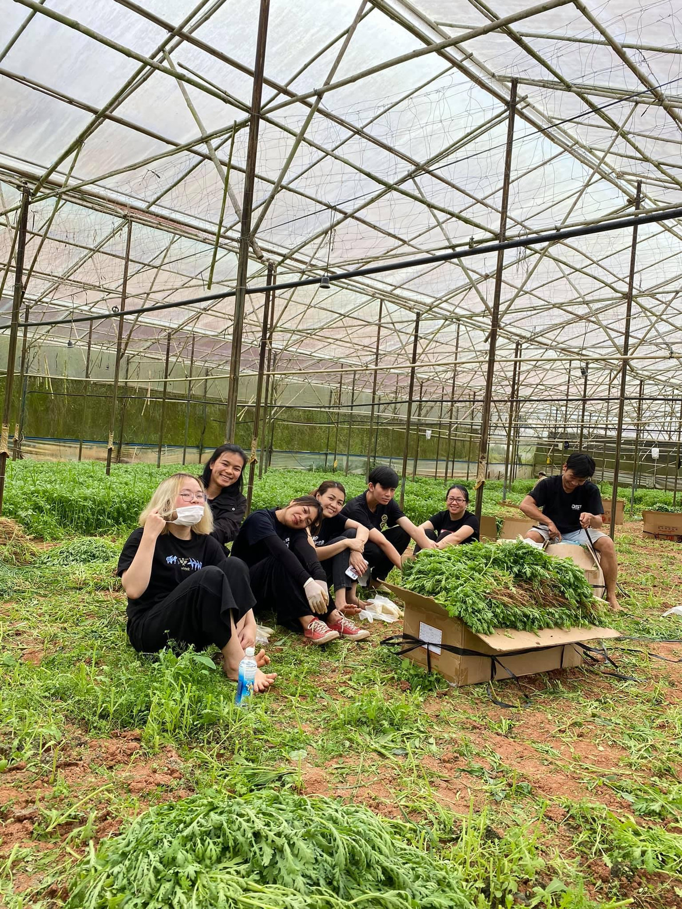 Những bó rau tươi ngon từ Đà Lạt sẽ được các bạn trẻ gửi về Sài Gòn.