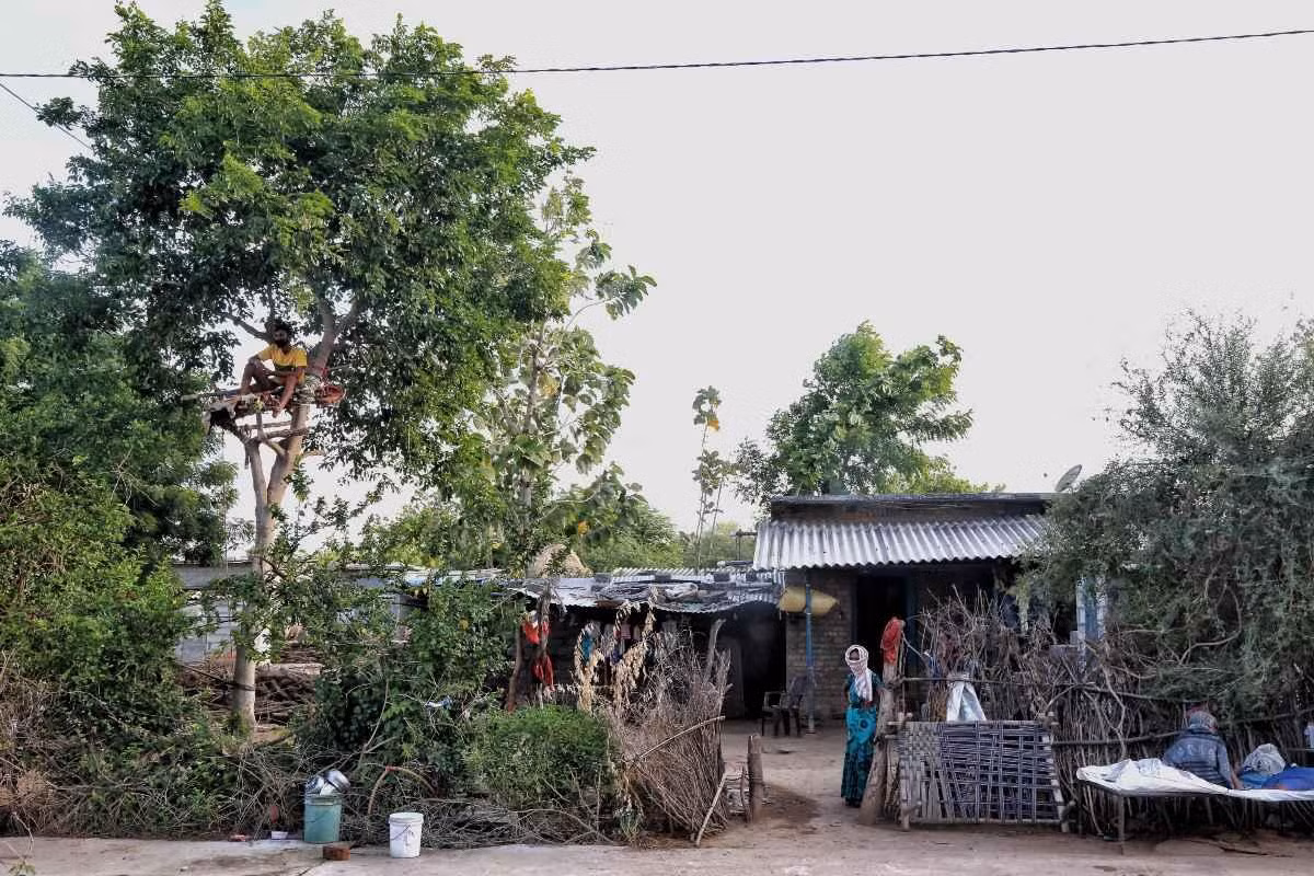 Mỗi ngày, cha mẹ sẽ chuẩn bị thức ăn trong xô để Shiva tự kéo lên bằng ròng rọc. Ảnh: The Print