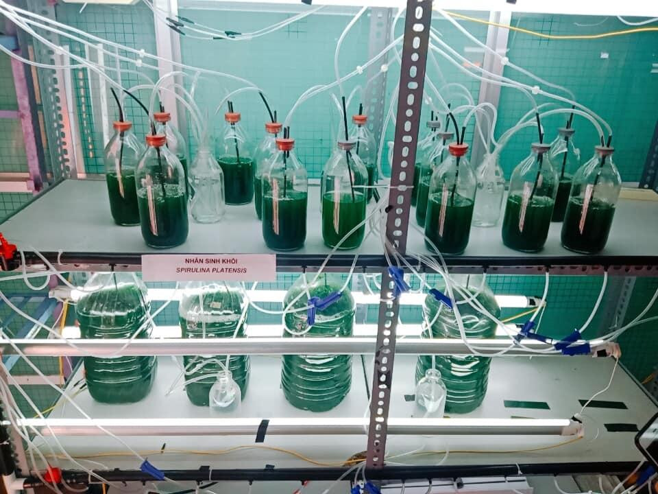 Mô hình nuôi cấy tảo xoắn Spirulina của nhóm AlgaeVi trong phòng thí nghiệm. Mô hình nuôi cấy tảo xoắn Spirulina của nhóm AlgaeVi trong phòng thí nghiệm.