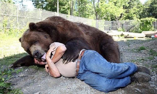 Đôi vợ chồng Mỹ coi gấu nâu nặng gần 7 tạ như con ruột ảnh 6