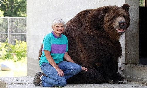 Đôi vợ chồng Mỹ coi gấu nâu nặng gần 7 tạ như con ruột ảnh 7