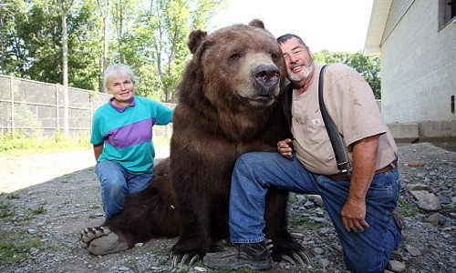 Đôi vợ chồng Mỹ coi gấu nâu nặng gần 7 tạ như con ruột ảnh 3
