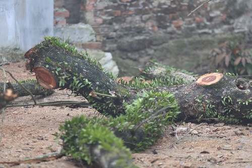 Người mua phải đặt cọc tiền tỷ để đấu giá gỗ sưa ở Hà Nội ảnh 1