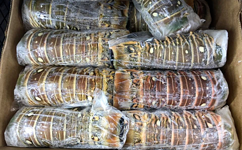 3 triệu đồng một kg đuôi tôm hùm Australia ảnh 1