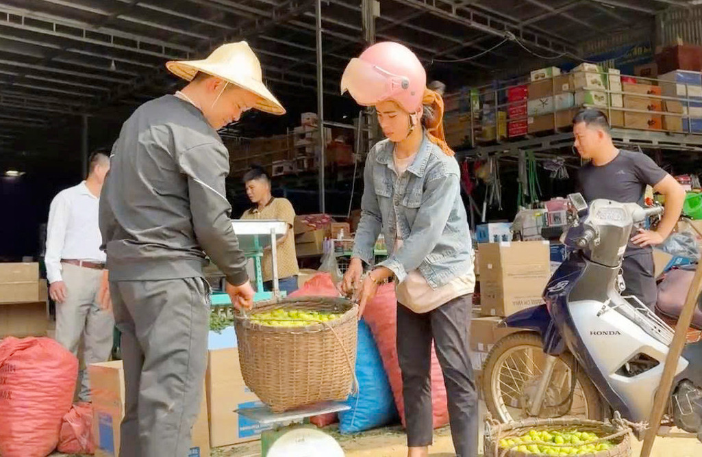 Mận được các thương lái thu mua tại các bản. Mận được các thương lái thu mua tại các bản.