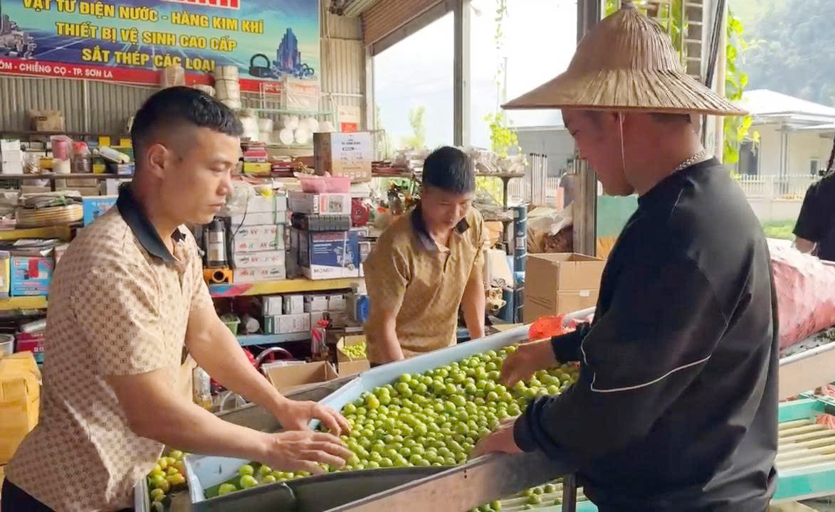 Mận trước khi được đưa ra thị trường được người dân tuyển chọn rất kỹ. Mận trước khi được đưa ra thị trường được người dân tuyển chọn rất kỹ.