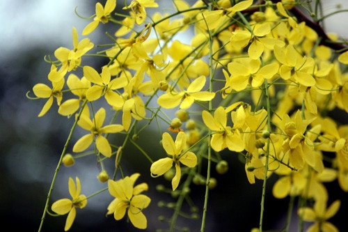 Đầu hạ, khi lá cây rụng hết, từ thân cây đâm ra những chồi hoa dài từ 20 đến 40 cm xõa xuống rồi bung nở hoa vàng rực.