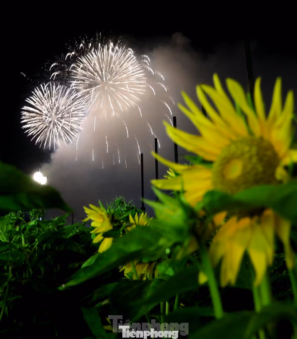 Màn pháo hoa rực rỡ kết hợp với vẻ đẹp của hoa hướng dương đã tạo nên một sắc màu lung linh trong những thời khắc đầu tiên của năm 2024.