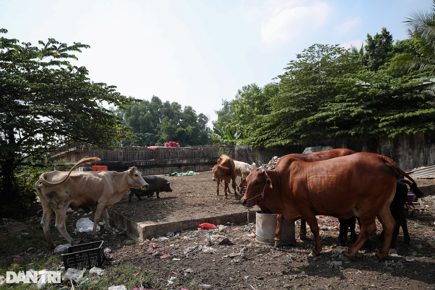 Nhiều hộ dân sinh sống cạnh dự án đường Vành đai 2 còn tận dụng bãi đất trống từ công trình bỏ hoang để chăn thả gia súc.