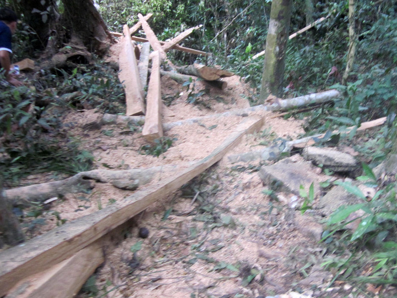 Hiện trường cưa xẻ còn rất mới