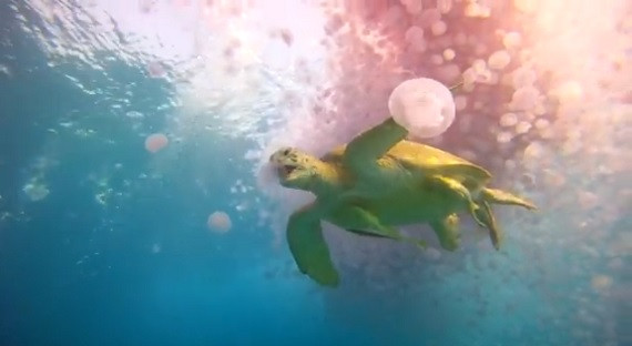 10 sinh vật nuốt chửng con mồi chỉ bằng một cú đớp ảnh 5