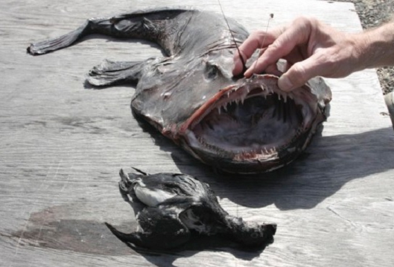 10 sinh vật nuốt chửng con mồi chỉ bằng một cú đớp ảnh 4