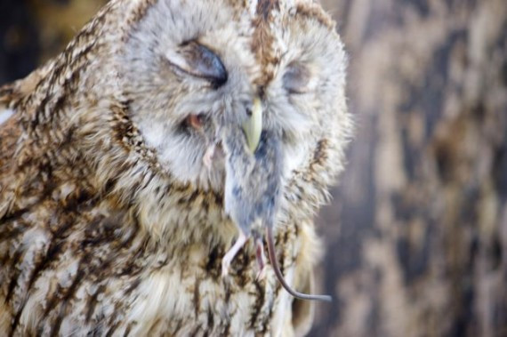 10 sinh vật nuốt chửng con mồi chỉ bằng một cú đớp ảnh 7