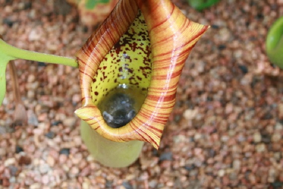 10 sinh vật nuốt chửng con mồi chỉ bằng một cú đớp ảnh 8