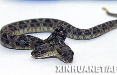 Rắn hai đầu ở Argentina