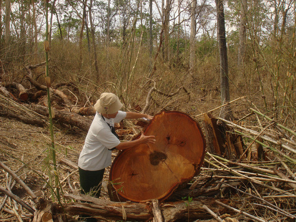 Rừng Quốc gia Yok Đôn bị tàn phá. Ảnh: Vạn Tiếp