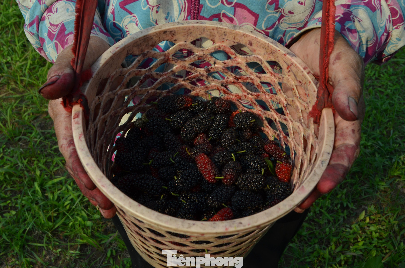 Người nông dân phải dùng tay hái cẩn thận để tránh trái dâu bị dập nát.