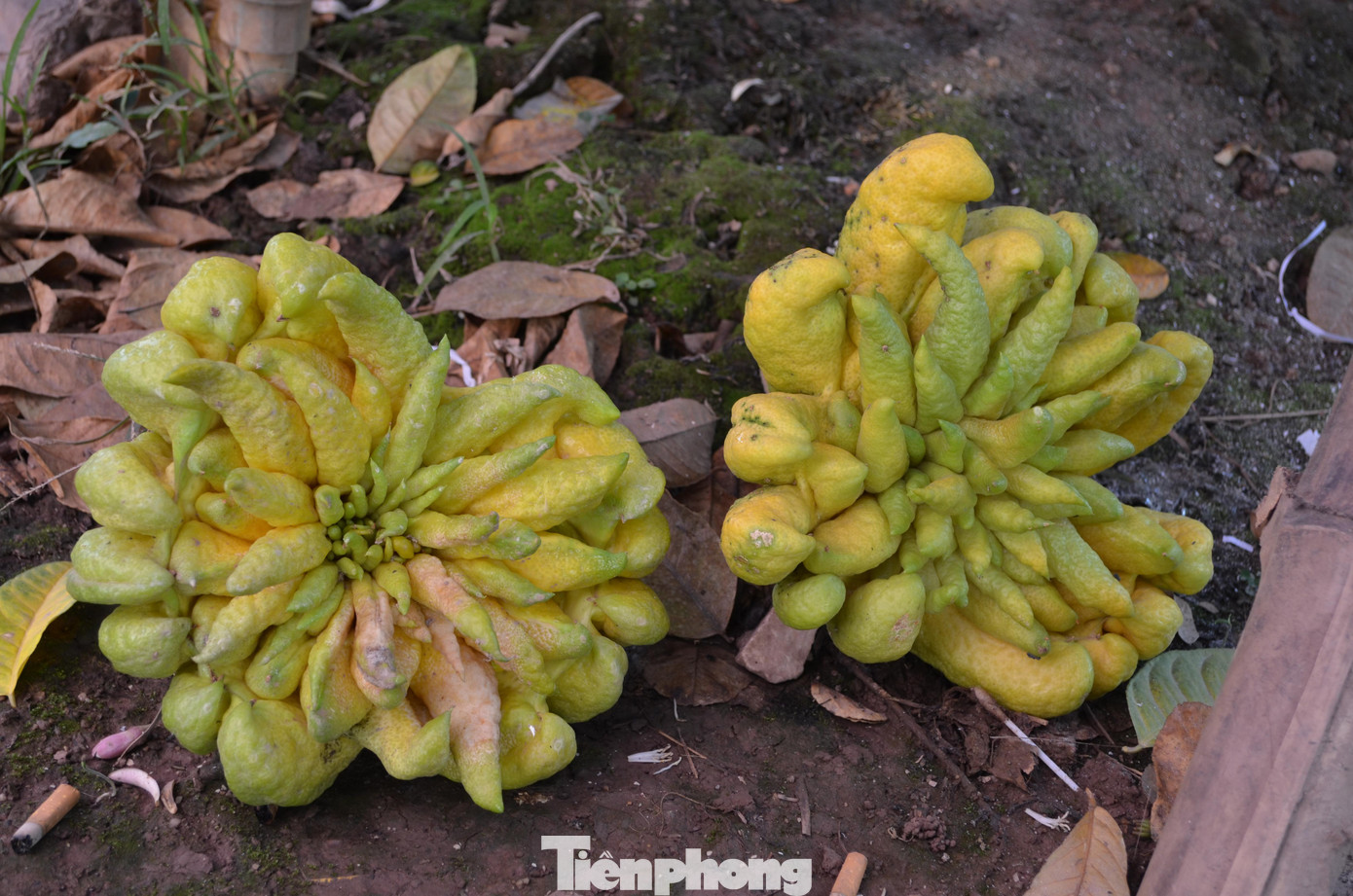 Hai trái phật thủ bị hỏng mất vài “ngón tay” được người dân cắt bỏ đi.