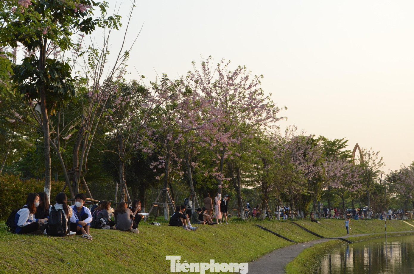 Đỗ mai là loài cây hoang dã, thường chỉ mọc trên núi đá.