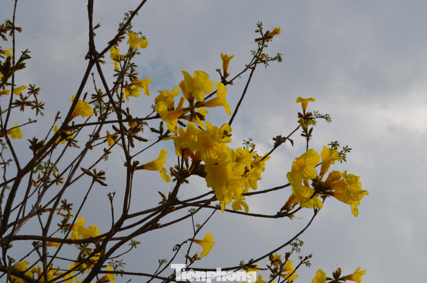 Phong linh xuất xứ Nam Mỹ.