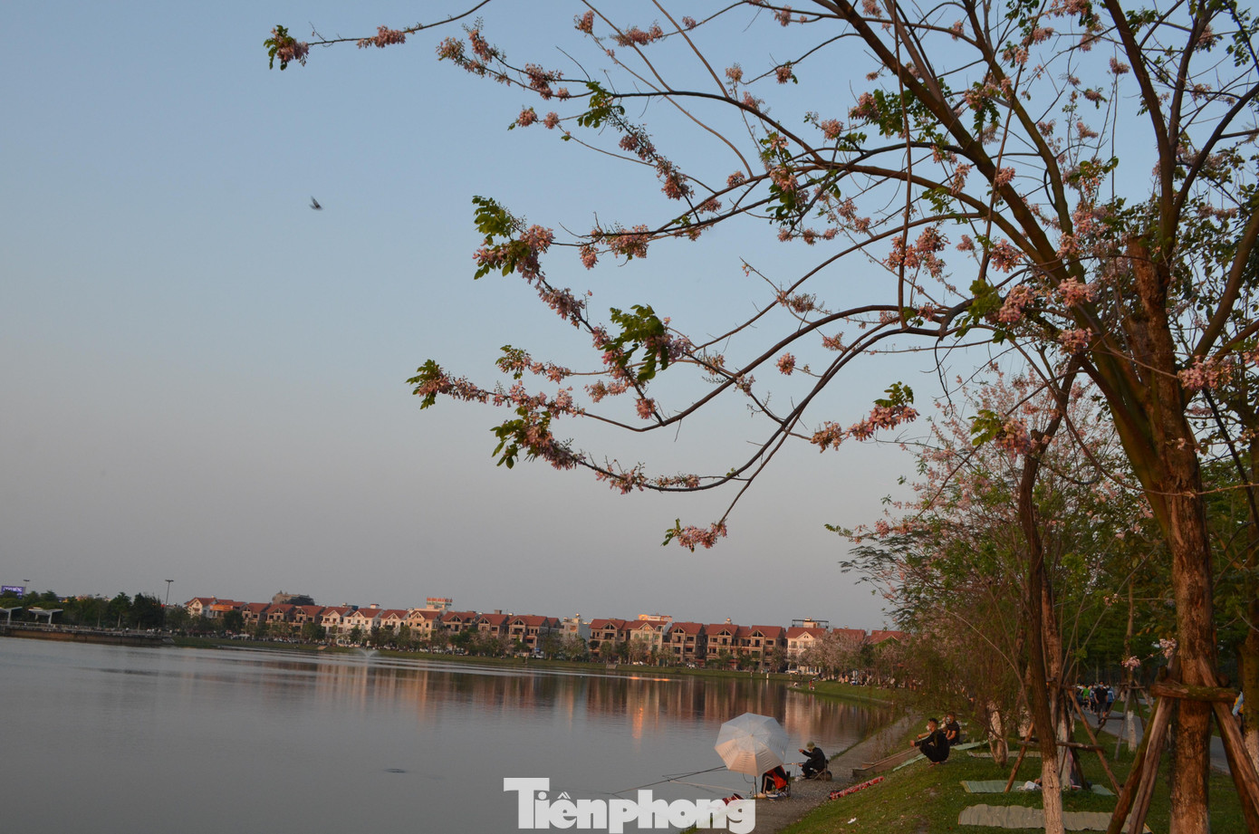 Đỗ mai là cây thuộc họ đậu, có nhiều tên gọi khác như điệp anh đào, hồng mai, đào đậu,...