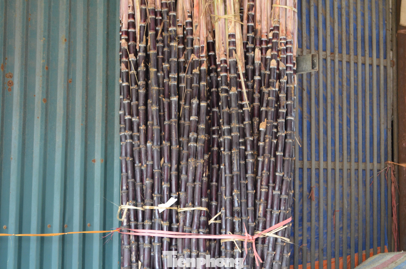 Những thân cây mía tím thẳng tắp được bán lẻ với giá 100 nghìn đồng/cặp - giá nhỉnh hơn so với mía dùng để ăn, ép nước như thông thường. Những thân cây mía tím thẳng tắp được bán lẻ với giá 100 nghìn đồng/cặp - giá nhỉnh hơn so với mía dùng để ăn, ép nước như thông thường.