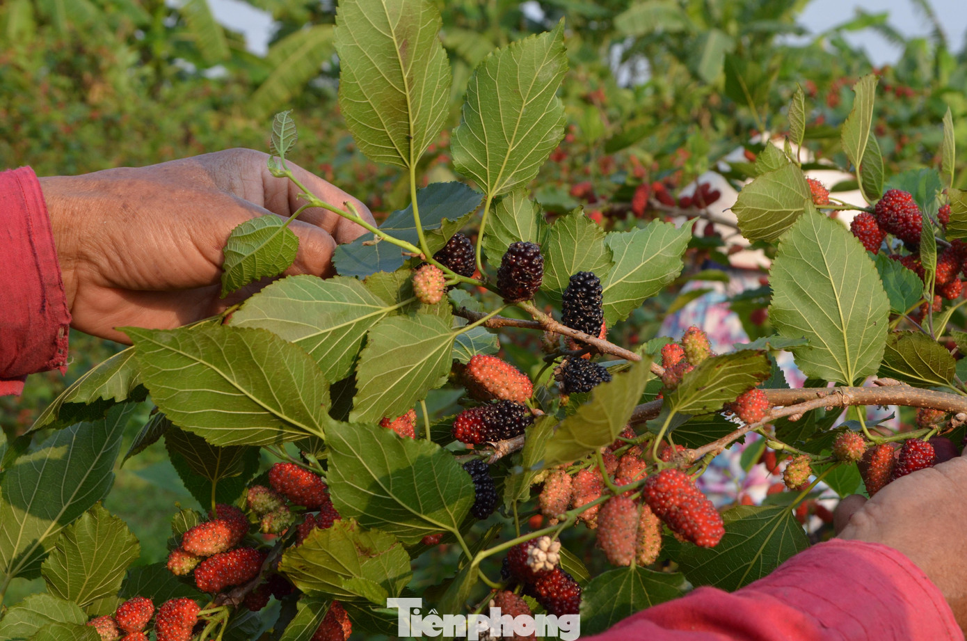 Khi quả dâu chuyển màu nửa đỏ, nửa đen là có thể bắt đầu thu hoạch.