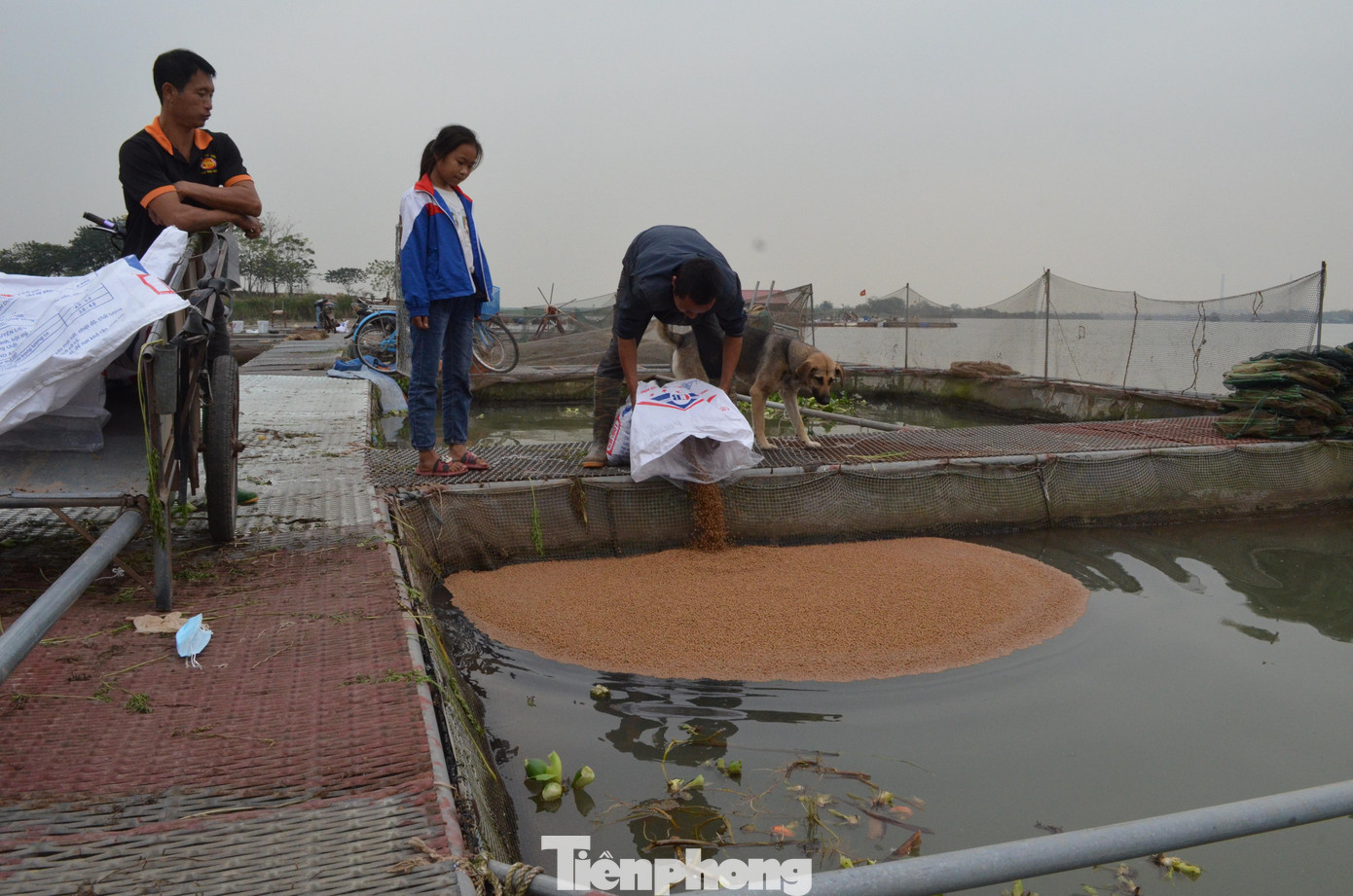 Ngoài cà rốt, xã Cao Đức còn có nhiều hộ trồng hành hoa, thanh long hay nuôi cá lồng tại sông Đuống.