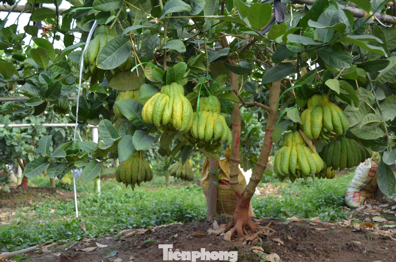 Bên cạnh vụ thu hoạch tháng 7, cận Tết là thời điểm đem lại thu nhập cao - trung bình hàng trăm triệu đồng/hộ từ những trái phật thủ.