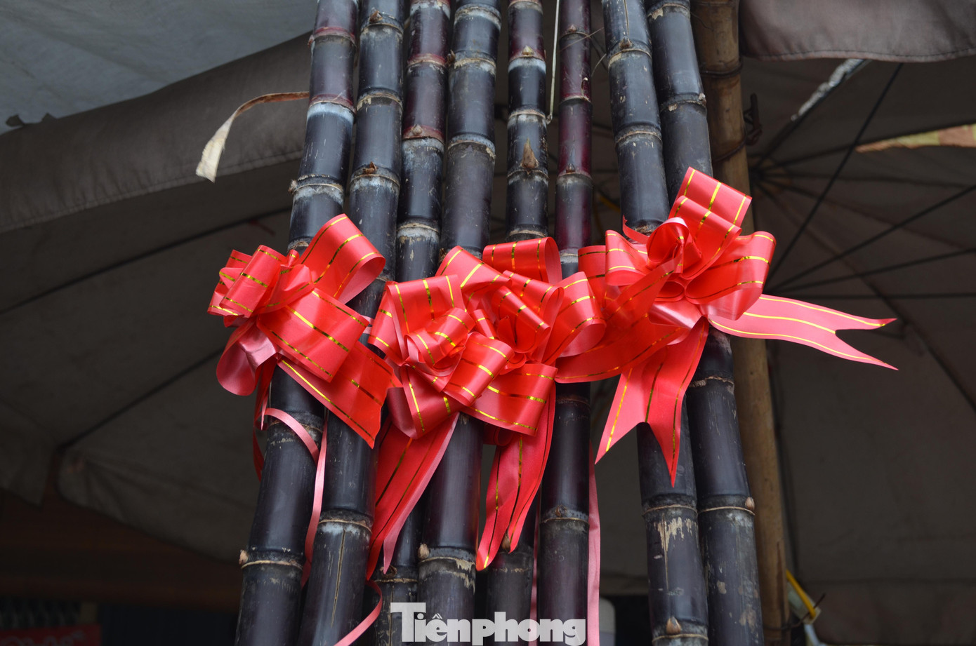 Cây mía được chọn để thờ phải được giữ nguyên tán lá, gốc rễ, đốt mía phải đều và nhất là không được sâu. Cây mía được chọn để thờ phải được giữ nguyên tán lá, gốc rễ, đốt mía phải đều và nhất là không được sâu.