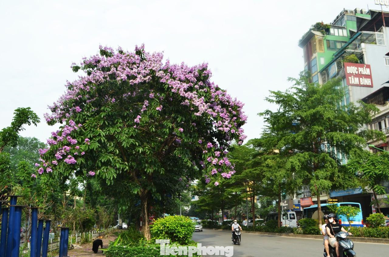 Hoa bằng lăng đã được trồng trên nhiều con phố của Thủ Đô.