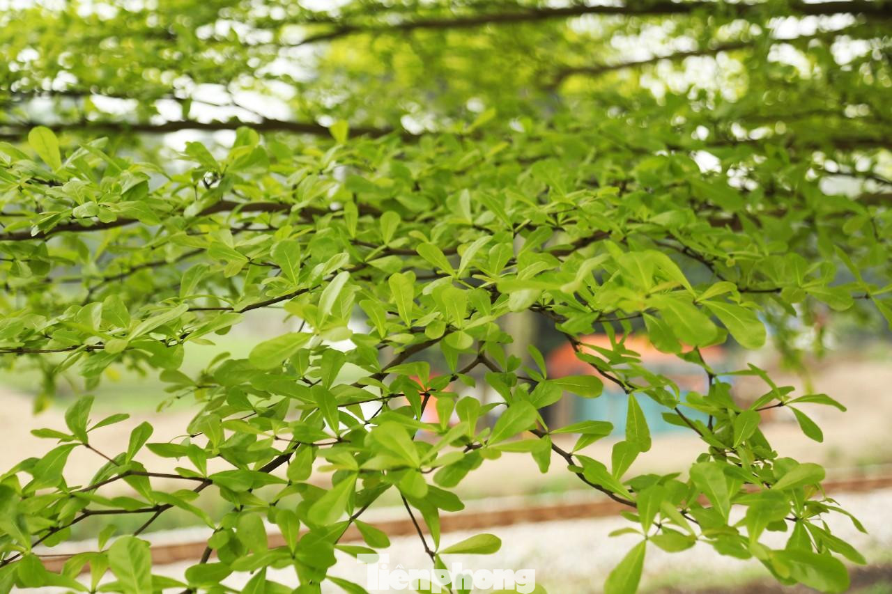 Bàng lá nhỏ thuộc cây thân gỗ cỡ nhỡ, vỏ cây có màu nâu nhạt. Cây có thể cao 10-20m, chiều cao ngọn 6-8m.