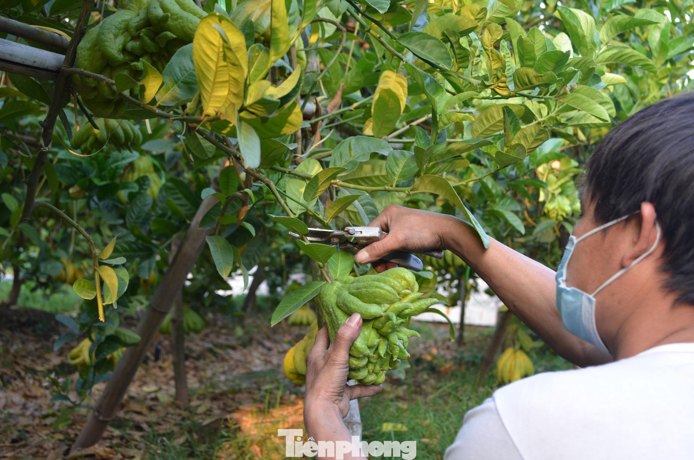 Hộ gia đình anh Nguyễn Văn Hạ sở hữu hơn một mẫu vườn phật thủ. Hàng nghìn trái cây giống bàn tay Đức Phật đang được gia đình anh thu hoạch.