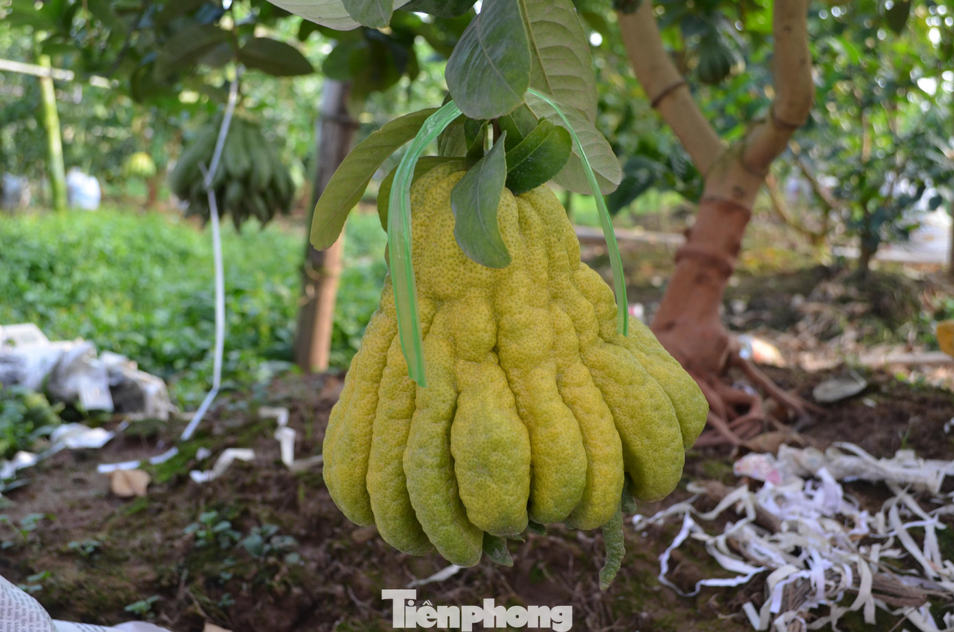 Trái phật thủ ít người ăn, thường chỉ dùng để trưng lên mâm ngũ quả trong ngày lễ Tết. Vì vậy, hình thức là yếu tố quan trọng quyết định chất lượng sản phẩm.