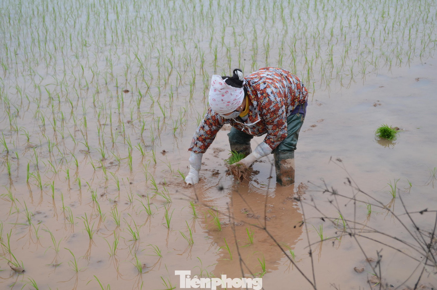 Bà Đỗ Thị Hòa, người có thâm niên hơn mười năm làm công việc này chia sẻ, mỗi vụ bà cấy được khoảng 30 ngày công. Năm nay, một công cấy nhóm ba người của bà được trả 400.000 nghìn đồng/ngày. "Công việc chúng tôi thường bắt đầu từ 7h sáng đến 5h chiều. Người ở xã thì trưa tranh thủ về nhà; ai ở xa thì đem theo cơm ăn ngay tại bờ ruộng. Vì vụ cấy ở mỗi khu vực chỉ diễn ra khoảng 15 - 20 ngày, nên để kịp thời vụ nên phải ra đồng từ mùng 5, mùng 6 Tết”, bà Hòa nói.