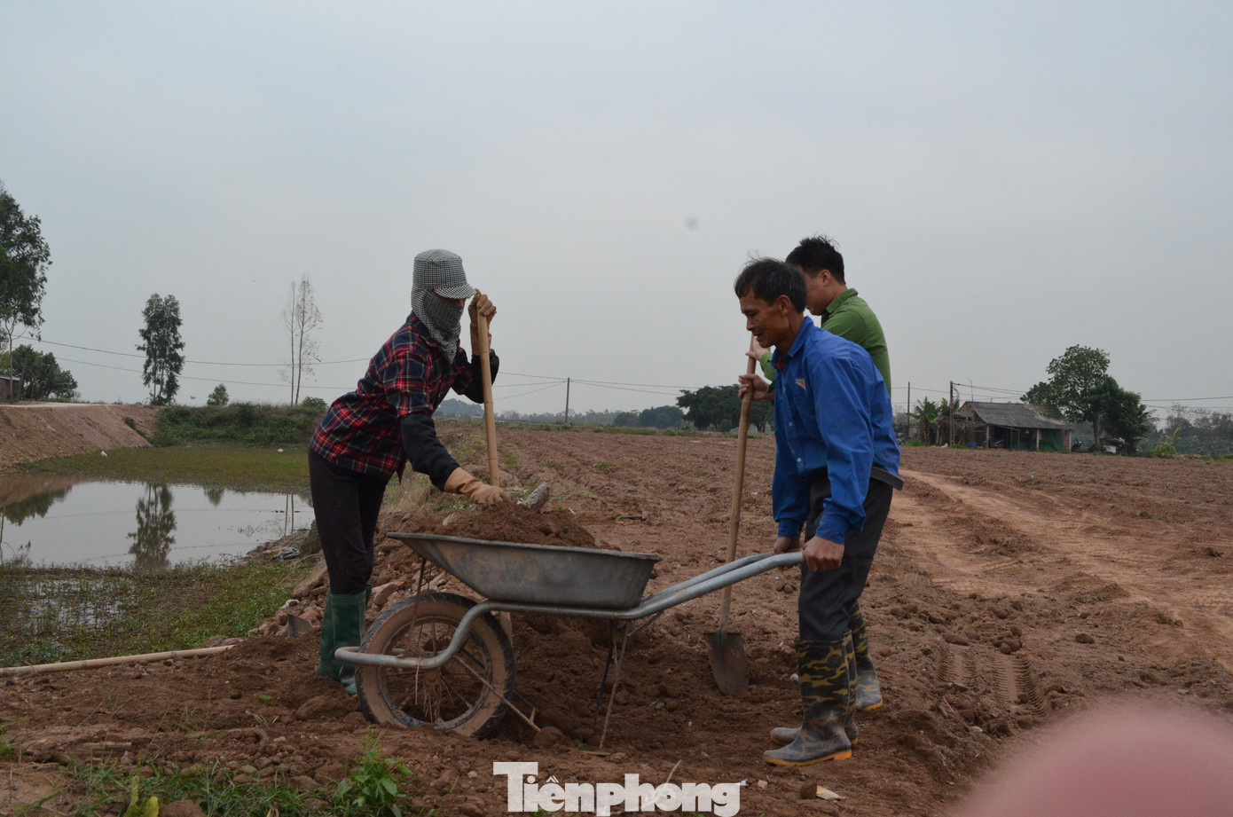Trong khi đó, gia đình ông Nguyễn Văn Thiệu (làng Kênh, xã Cao Đức) đã tất bật cuốc những luống cà rốt đã thu hoạch để chuẩn bị cho xuống giống cho vụ dưa lê, dưa hấu sắp tới. Người đàn ông 58 tuổi này cho biết, vừa rồi gia đình vừa bán cho thương lái 7 mẫu rưỡi cà rốt với giá hơn 10 triệu đồng/sào.