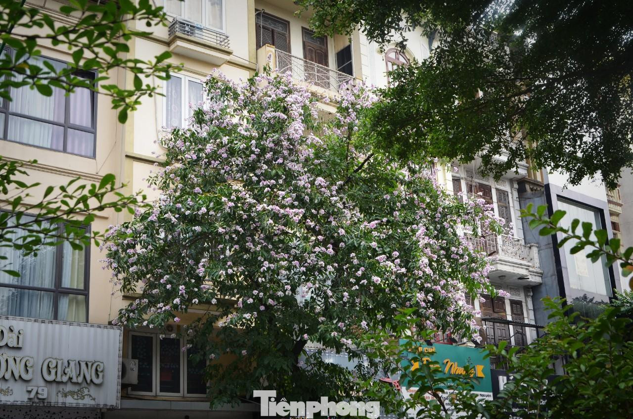 ...hay tím phớt trắng.