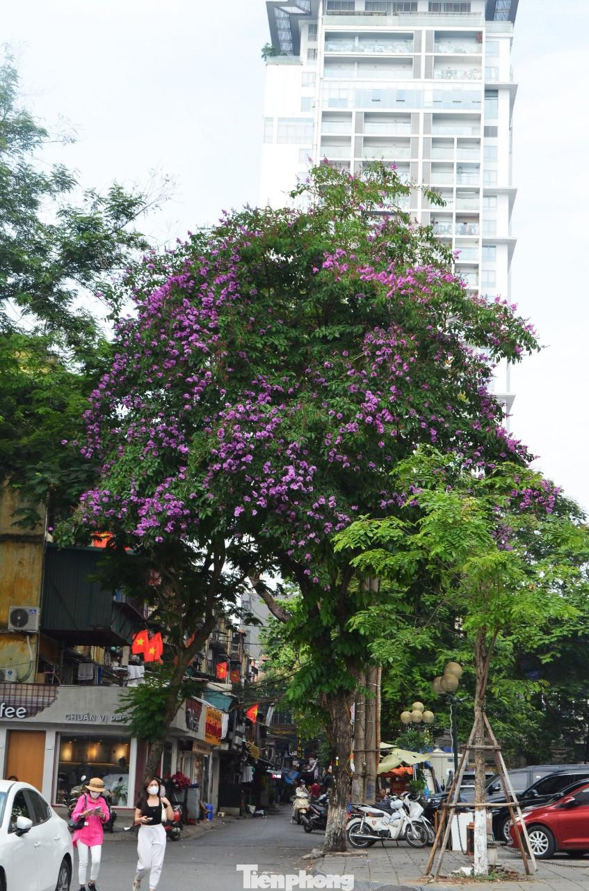 Bằng lăng xuất hiện ở nhiều nơi khác tại trung tâm Thủ đô như phố Trần Huy Liệu (trong ảnh), đường Trích Sài (quận Tây Hồ) hay dọc sông Tô Lịch.