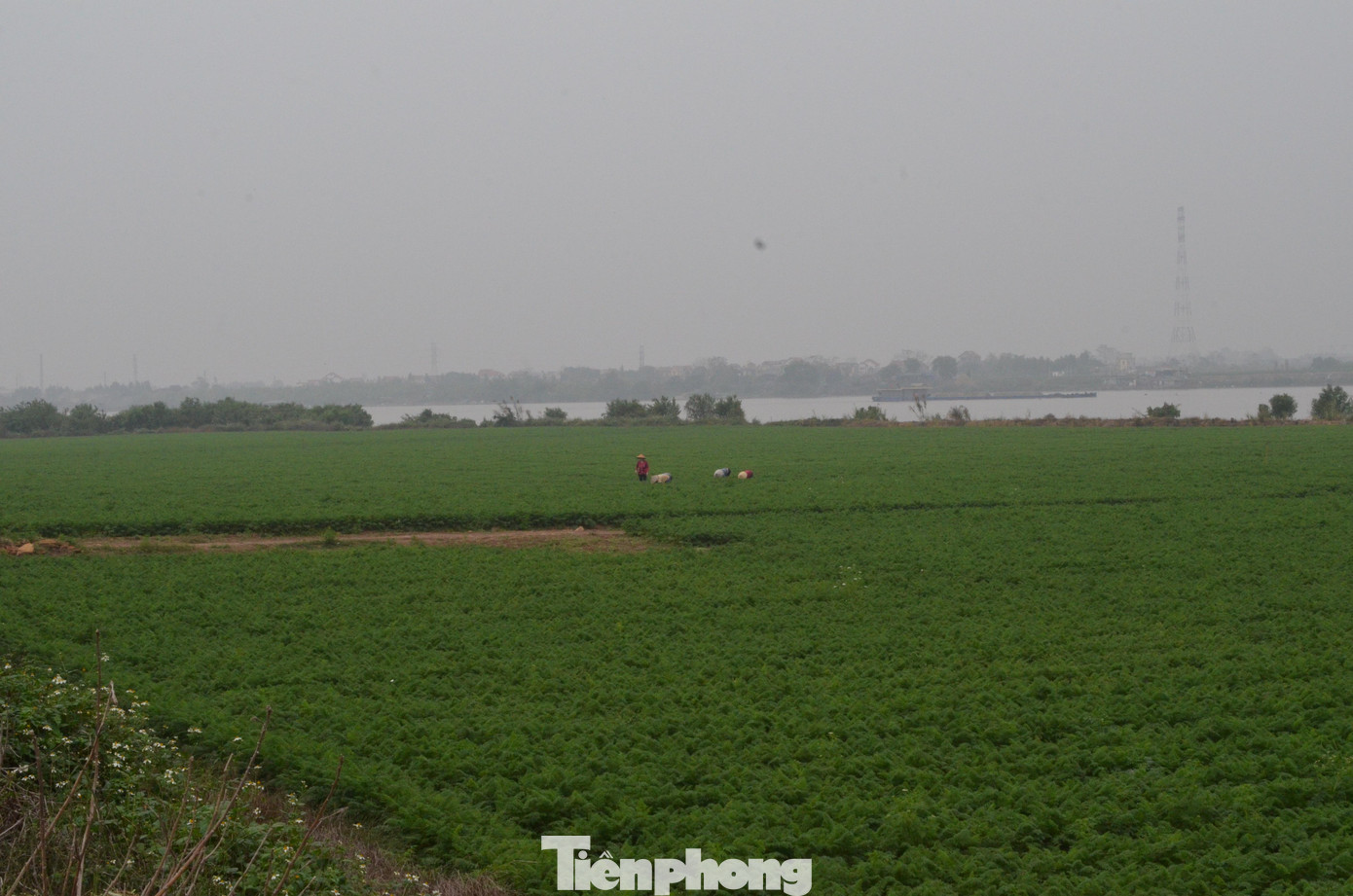 Gần 800ha đất bãi bồi huyện Gia Bình (tỉnh Bắc Ninh) quanh năm mùa nối mùa, đất không ngơi nghỉ.