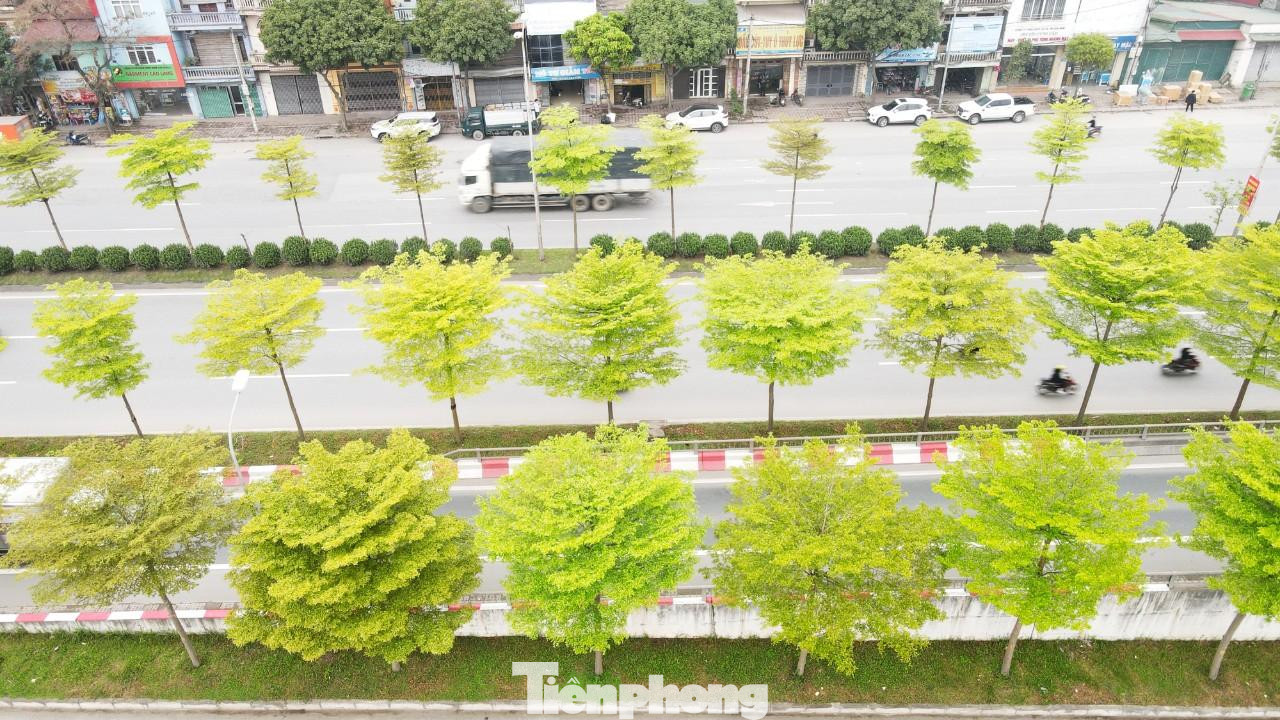 Thời gian qua, tại khu vực nút giao quốc lộ 5 với lối lên cao tốc Hà Nội - Bắc Giang, hàng cây bàng lá nhỏ đồng loạt "thay áo mới" với màu xanh mướt bắt mắt.