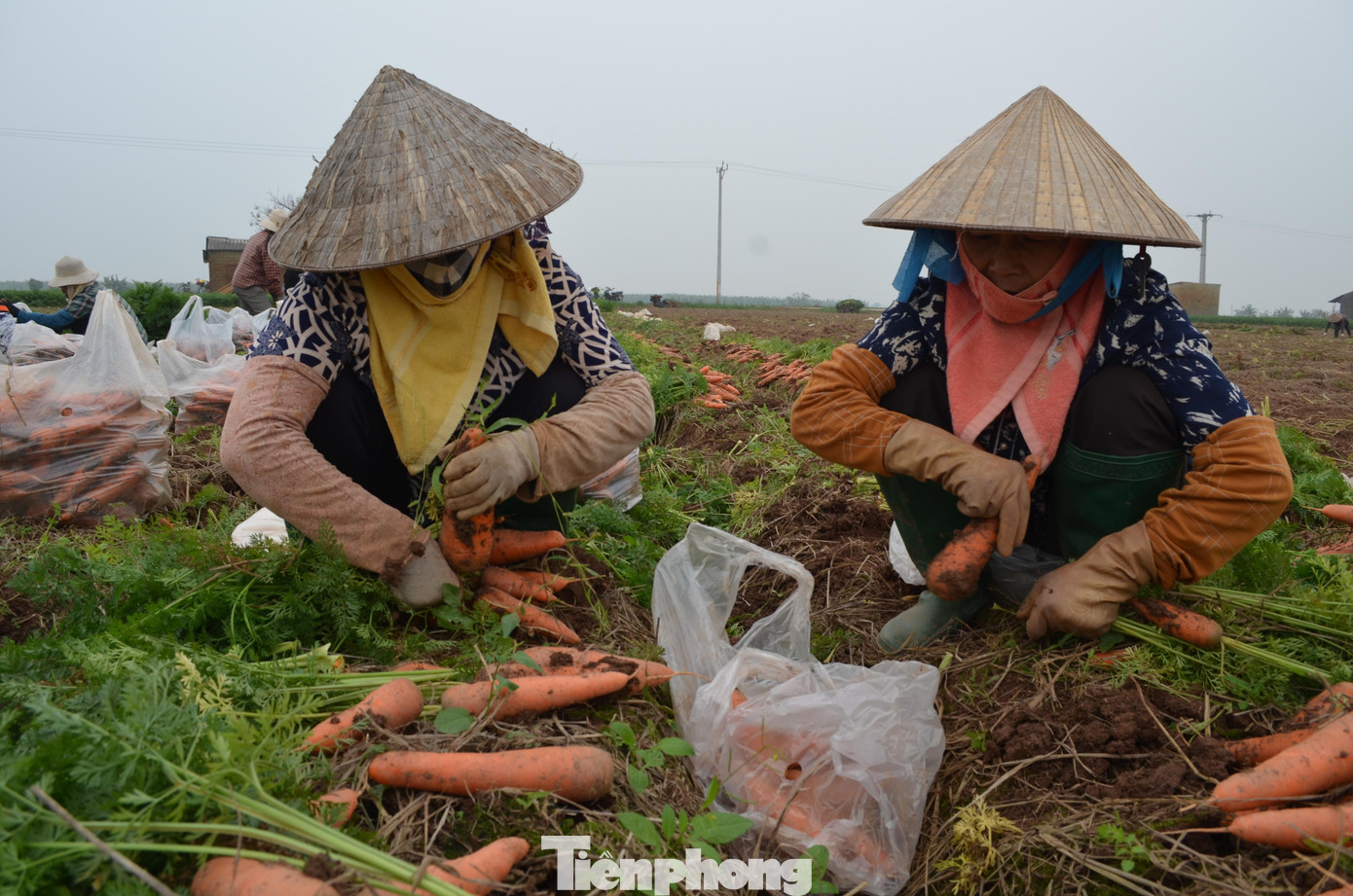 Người này nhổ, người kia phân loại xen lẫn tiếng cười đùa tạo nên không khí rộn ràng