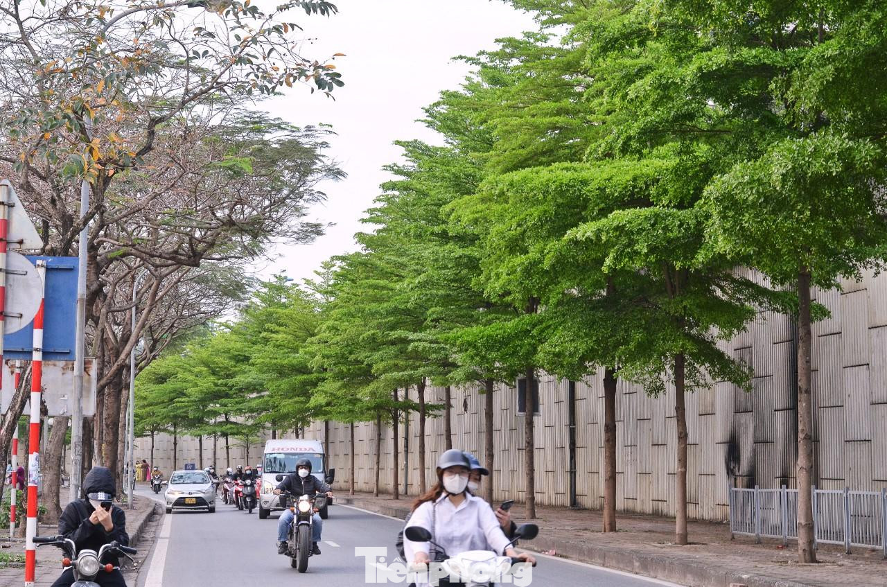 Ngoài con đường đang gây xôn xao mạng xã hội trên, bàng lá nhỏ cũng được trồng trên các tuyến phố trung tâm ở Hà Nội như Nguyễn Trãi, Nguyễn Lương Bằng, Tây Sơn,...