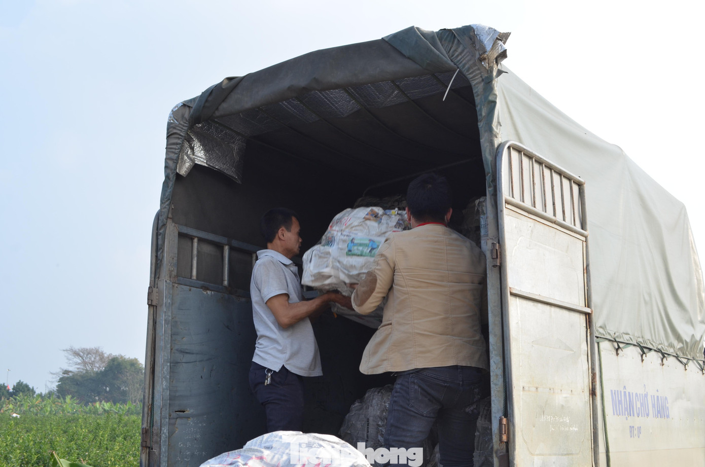 Phật thủ được thương lái từ khắp các tỉnh thành đến tận nơi thu mua.