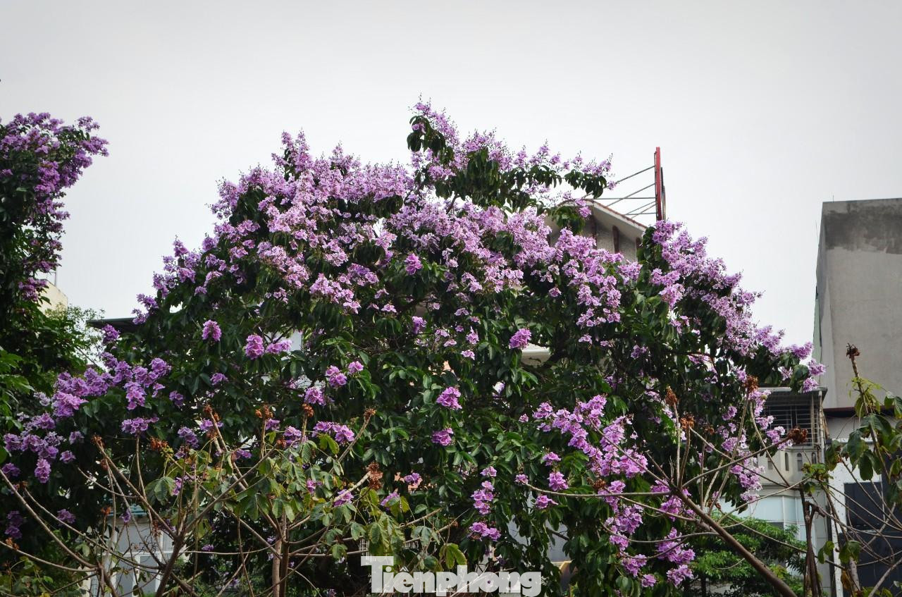 Ngoài màu hoa phổ biến là màu tím biếc, bằng lăng còn có màu tím phớt hồng.