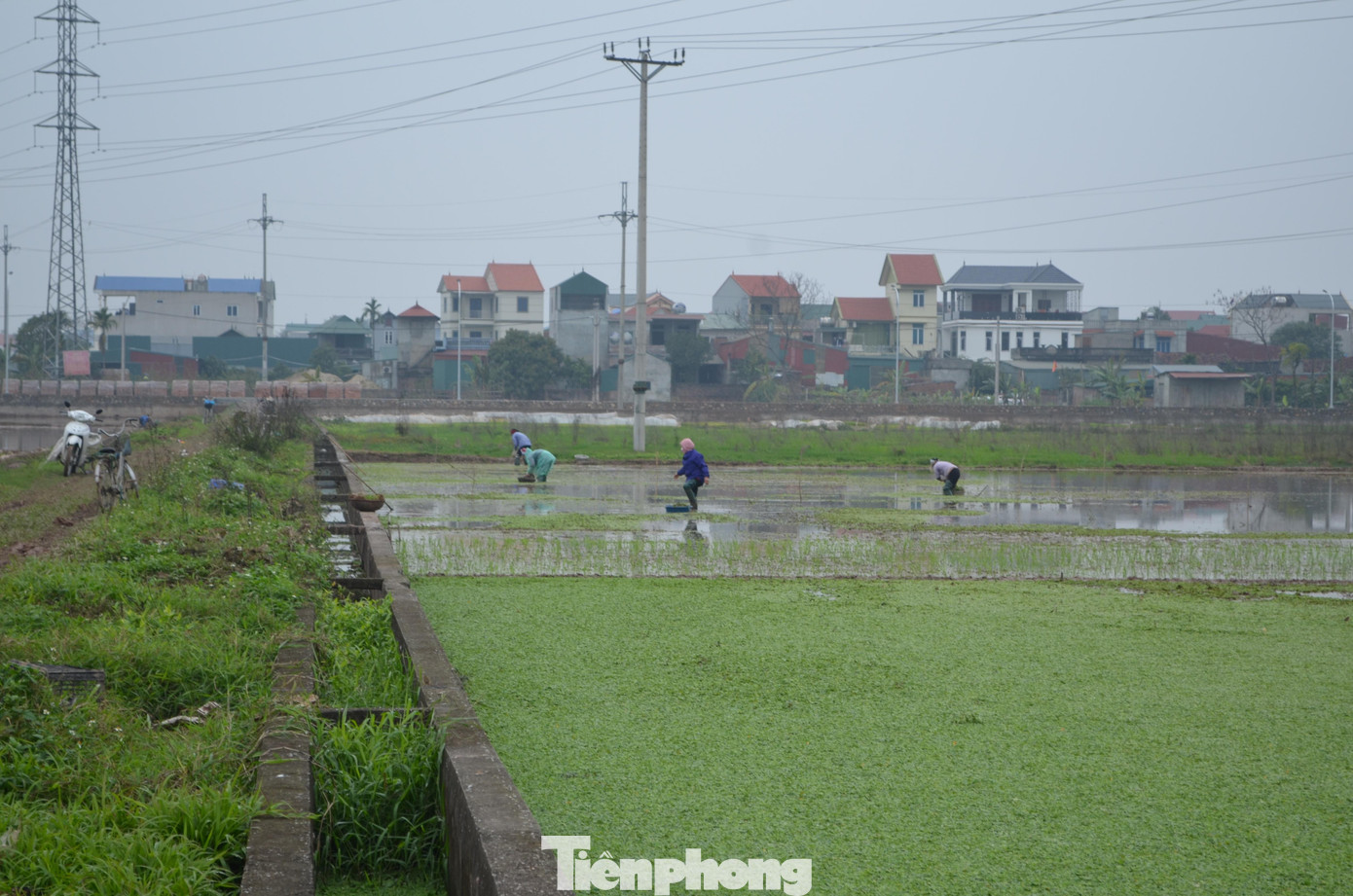 Theo người cấy thuê, vì nhiều chủ ruộng sở hữu diện tích lớn, lại neo người làm vì con cái chủ yếu đi làm ăn xa. Ngoài ra, đối với vùng chiêm trũng, địa hình không bằng phẳng như các xã Liên Hiệp, Hiệp Thuận (thuộc huyện Phúc Thọ) nên chủ ruộng cũng không thể thuê máy móc can thiệp.
