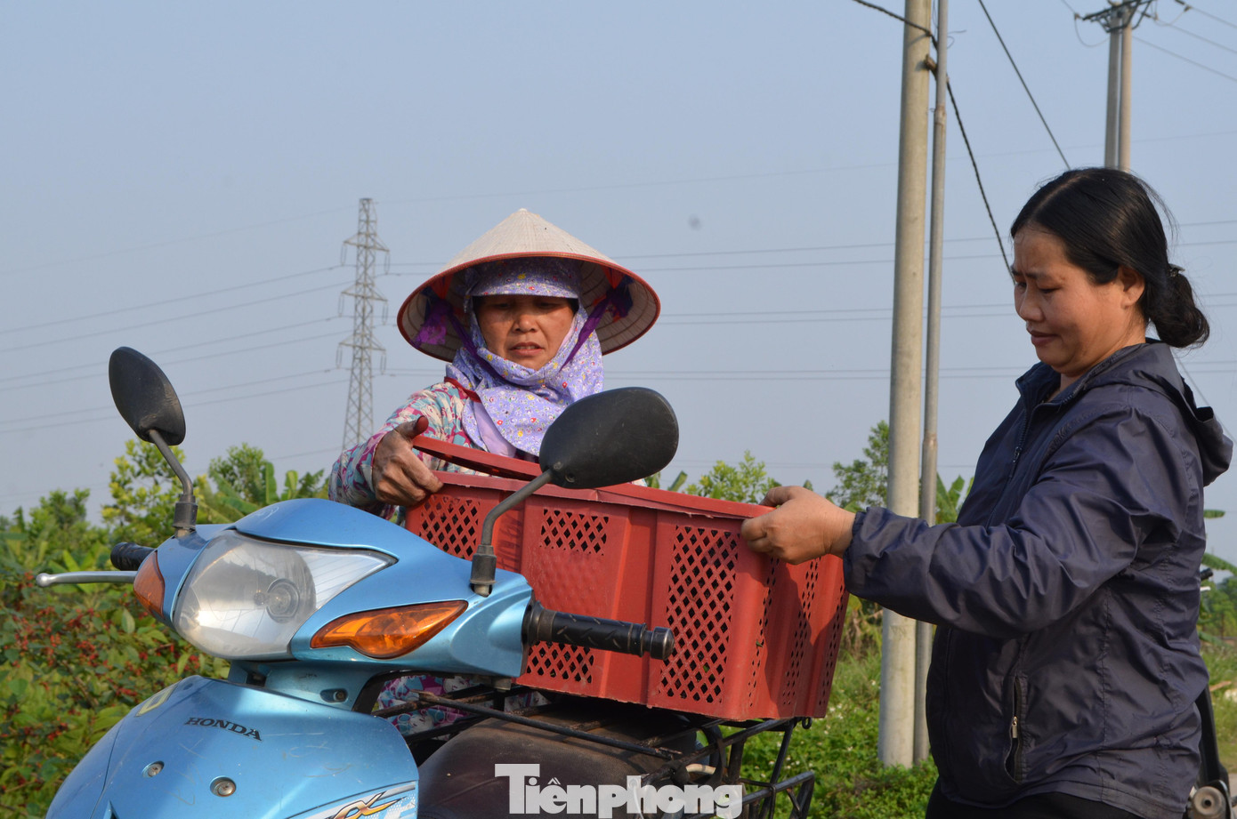 Sau khi thu hoạch xong thì thương lái đến mua tận vườn. Loài quả này có thể được chế biến làm các loại nước uống giải nhiệt cho mùa hè; dâu cũng có thể dùng để ngâm rượu.